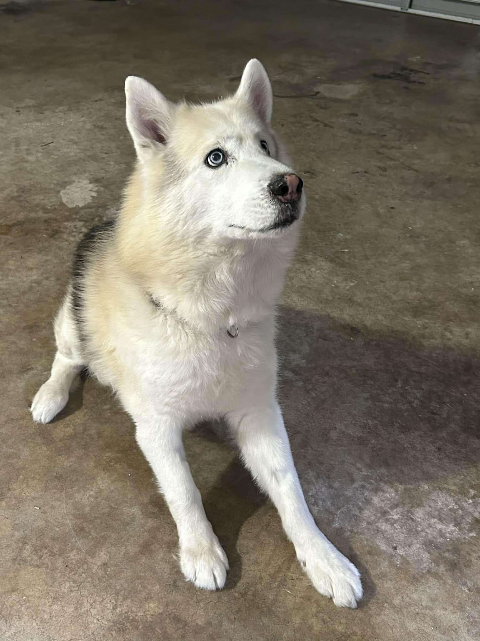 Thumper, a ADOPTABLE Husky in New Smyrna Beach, FL image 2/4