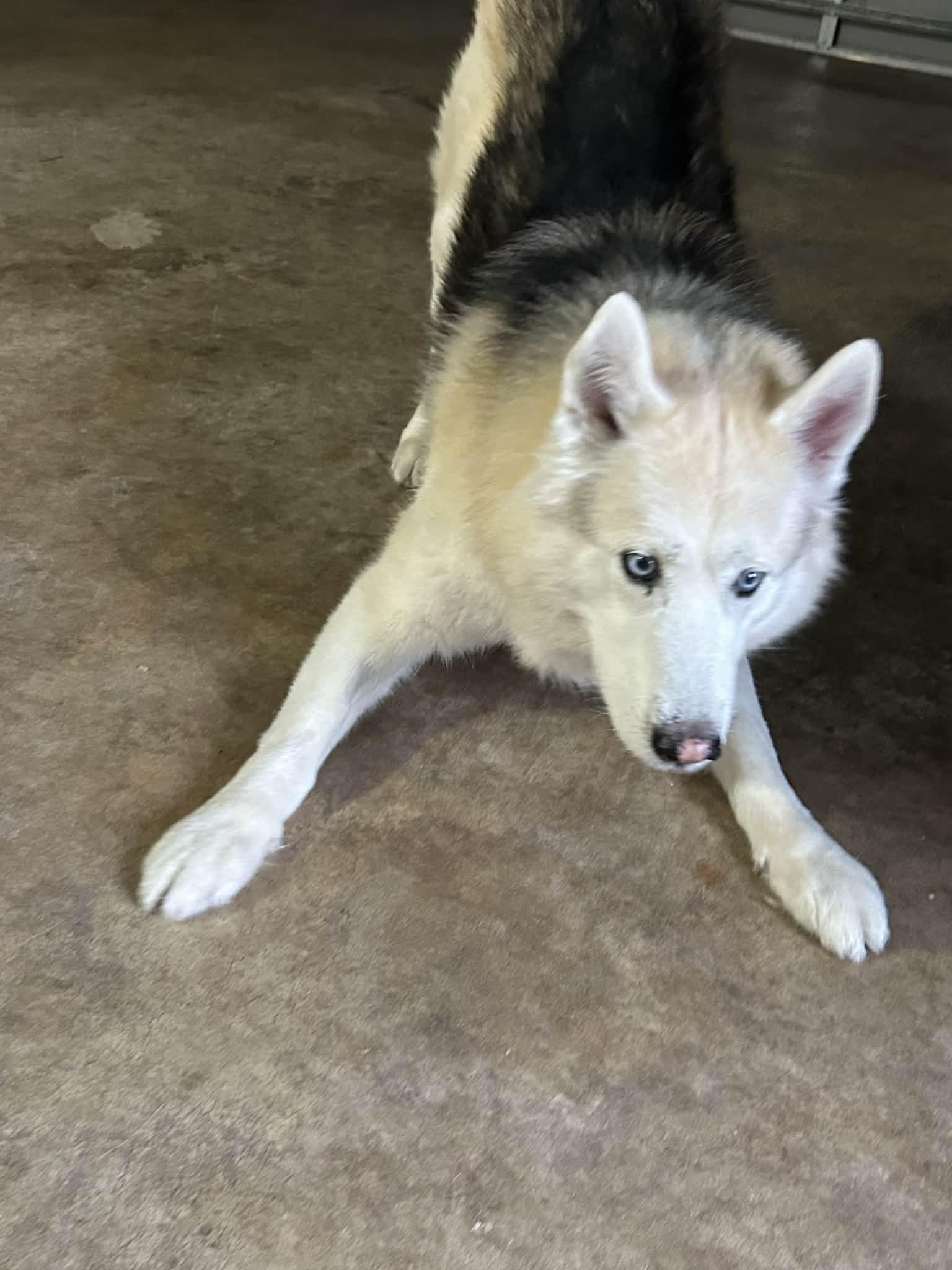Thumper, a ADOPTABLE Husky in New Smyrna Beach, FL image 3/4