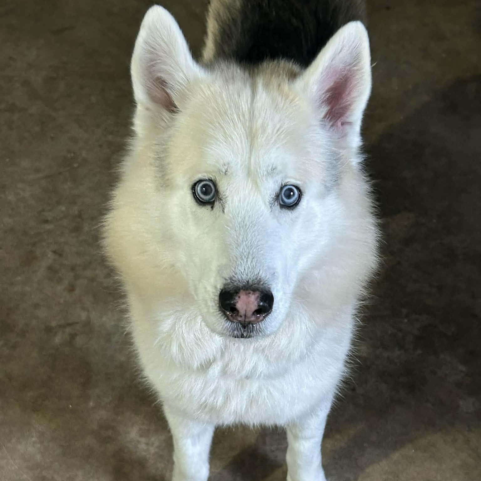 Thumper, a ADOPTABLE Husky in New Smyrna Beach, FL image 1/4