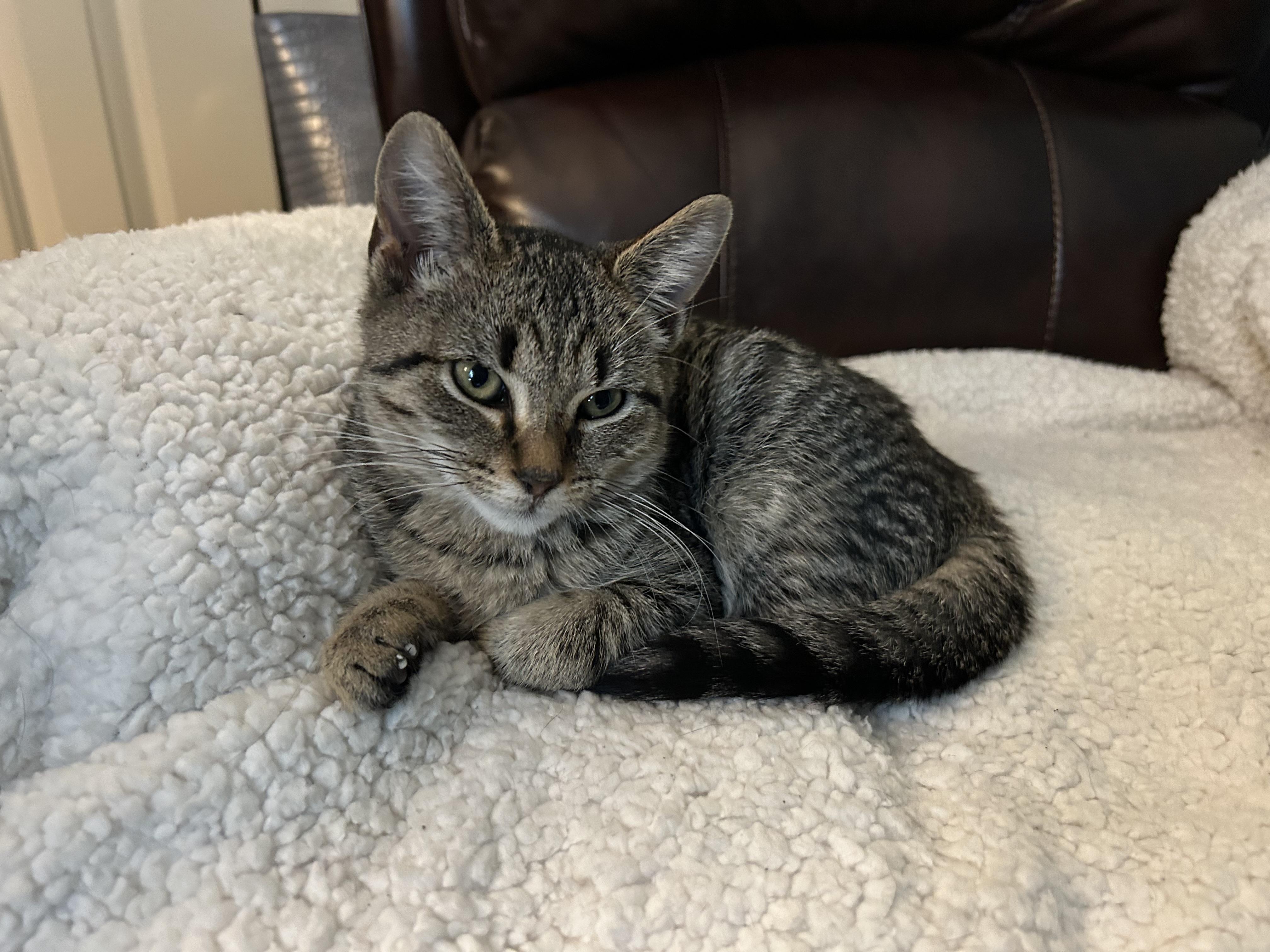 Axel and Diesel, Adoptable, Kitten Male Domestic Short Hair.