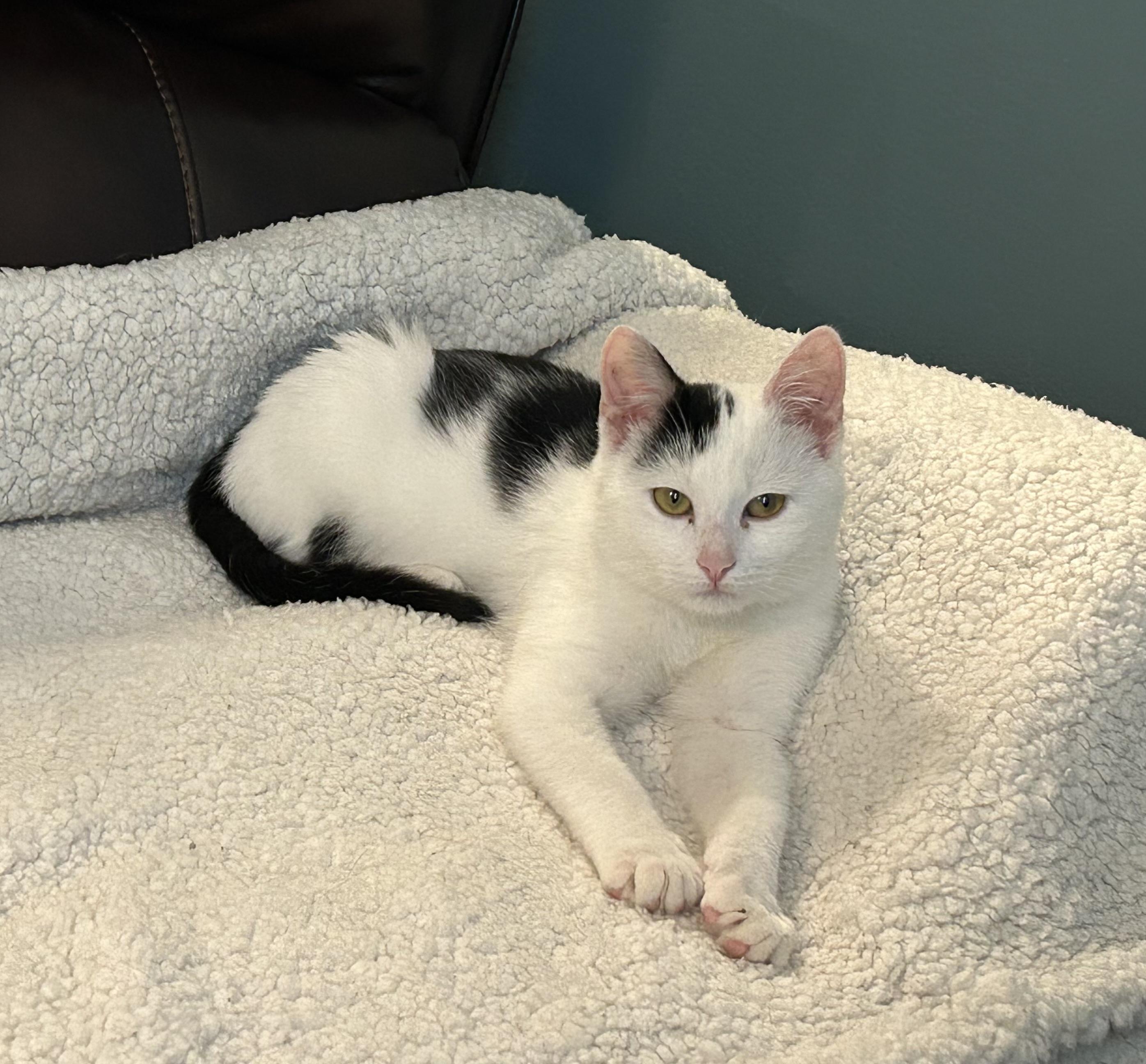 Axel and Diesel, a Adoptable Domestic Short Hair in Latham, NY image 2/5