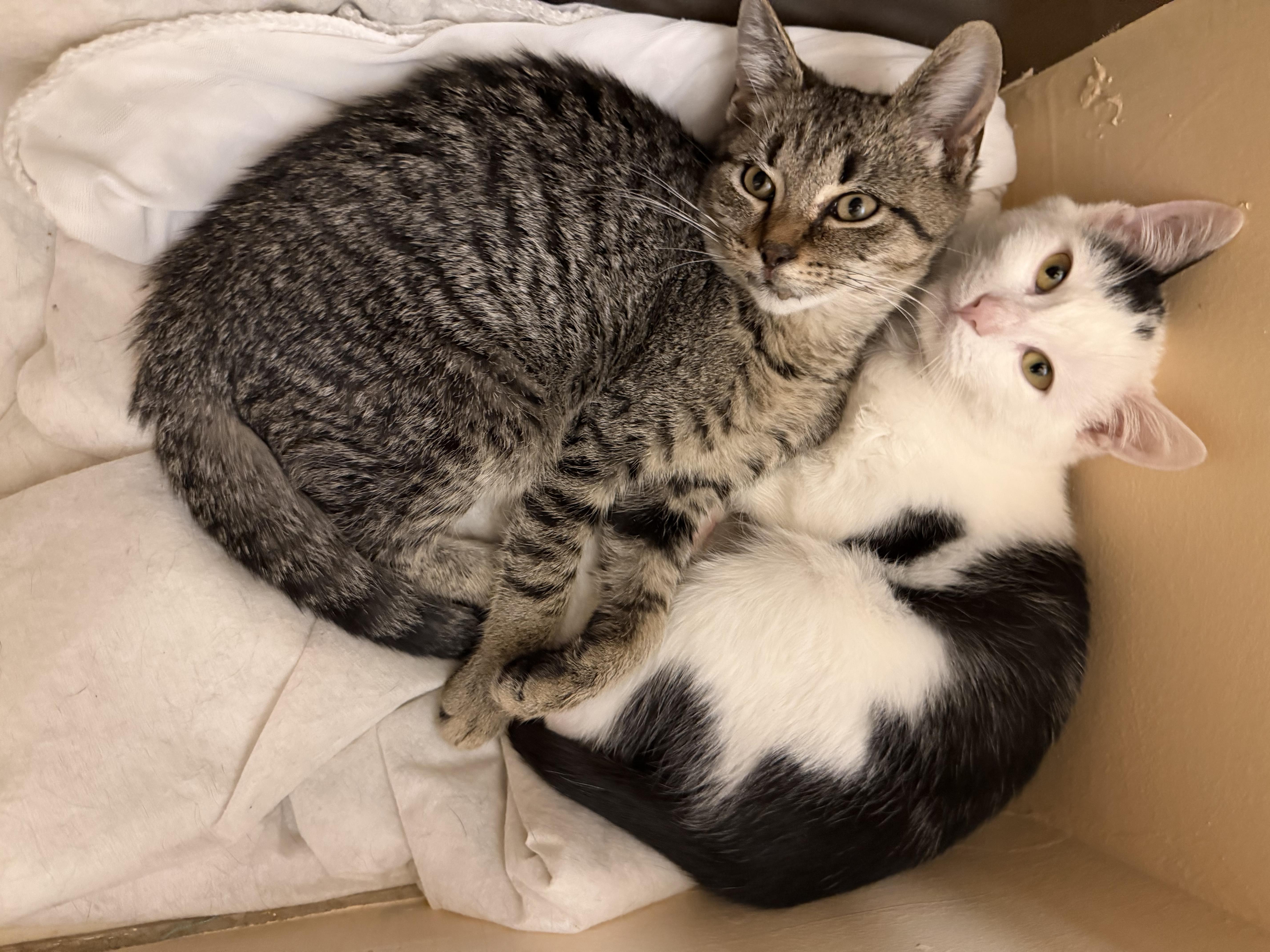 Axel and Diesel, a Adoptable Domestic Short Hair in Latham, NY image 3/5