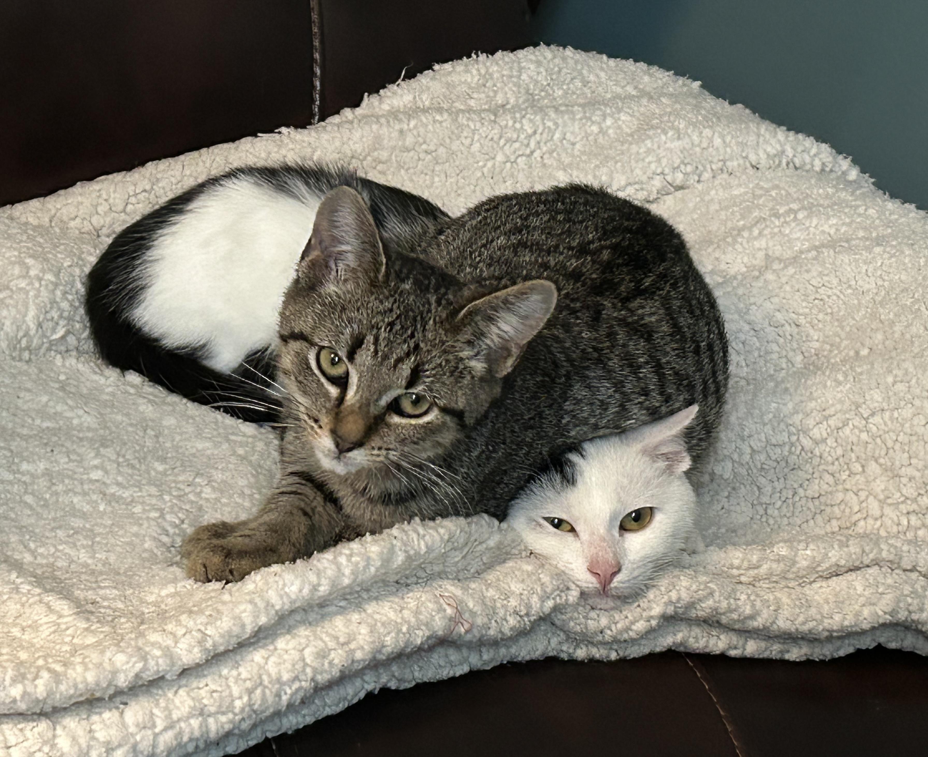 Axel and Diesel, a Adoptable Domestic Short Hair in Latham, NY image 4/5