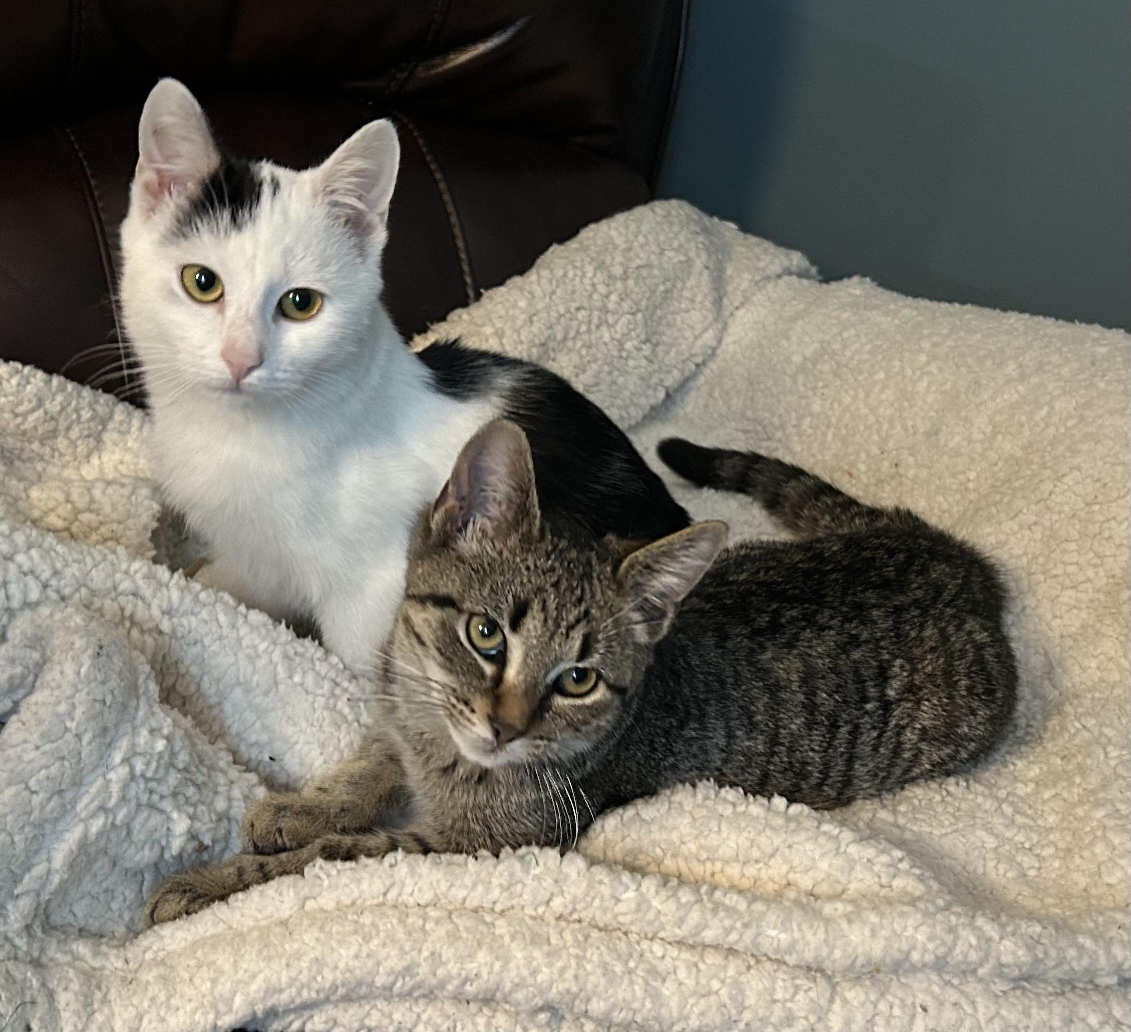 Axel and Diesel, a Adoptable Domestic Short Hair in Latham, NY image 5/5