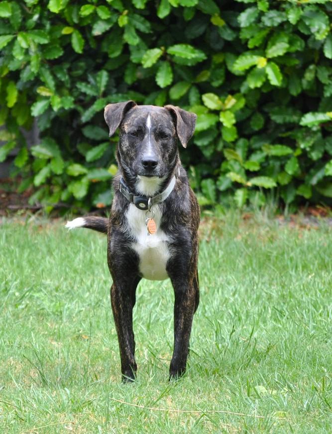 Enlarge Blackie, a Adoptable mixed breed in Dallas, TX image 2/6