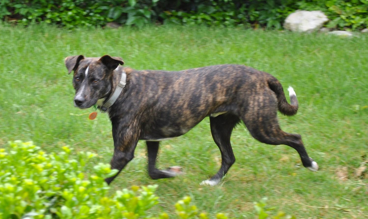 Enlarge Blackie, a Adoptable mixed breed in Dallas, TX image 4/6