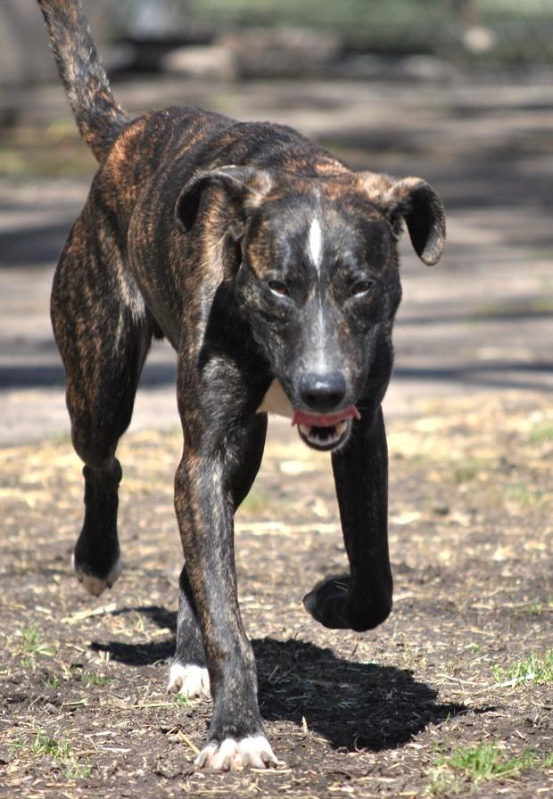 Enlarge Blackie, a Adoptable mixed breed in Dallas, TX image 5/6