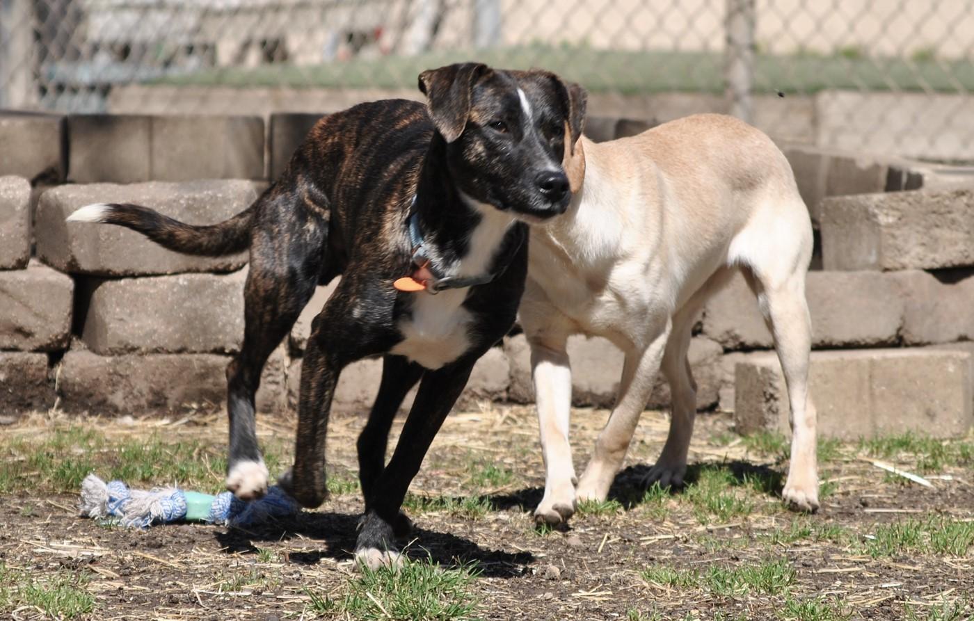 Enlarge Blackie, a Adoptable mixed breed in Dallas, TX image 3/6