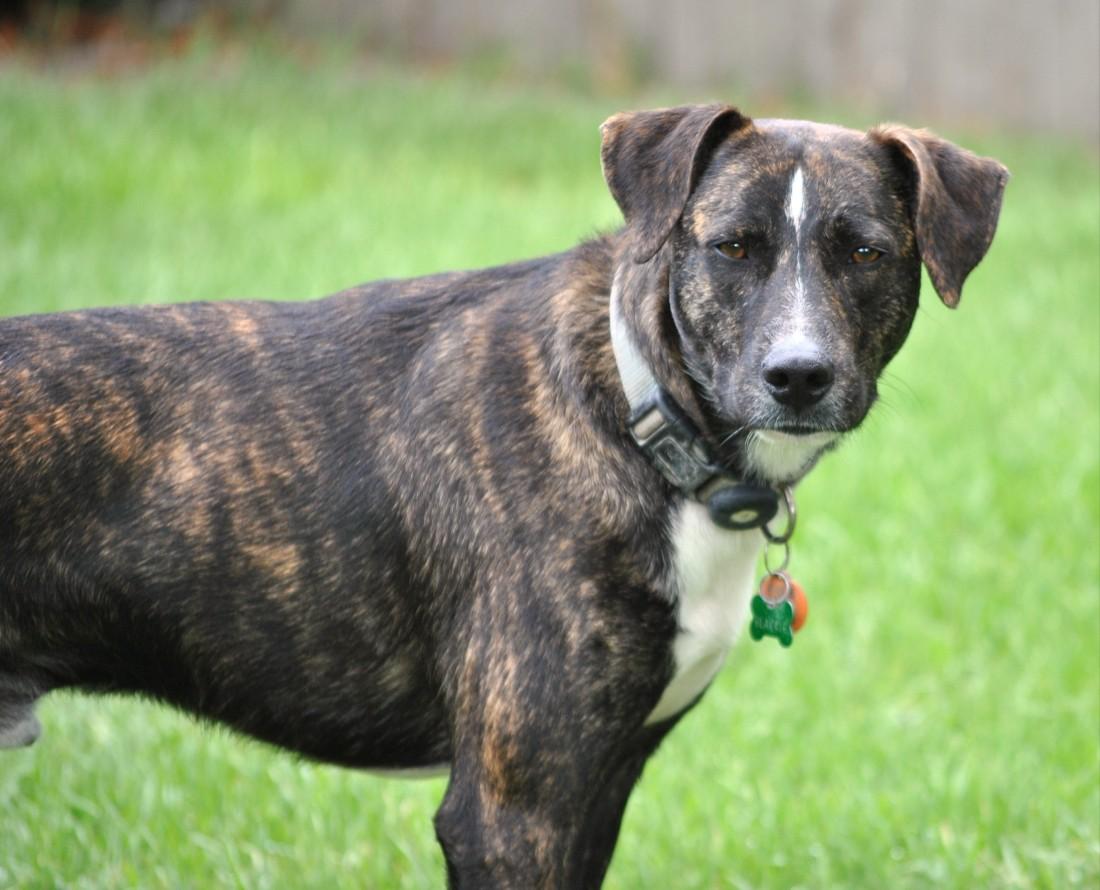 Enlarge Blackie, a Adoptable mixed breed in Dallas, TX image 1/6