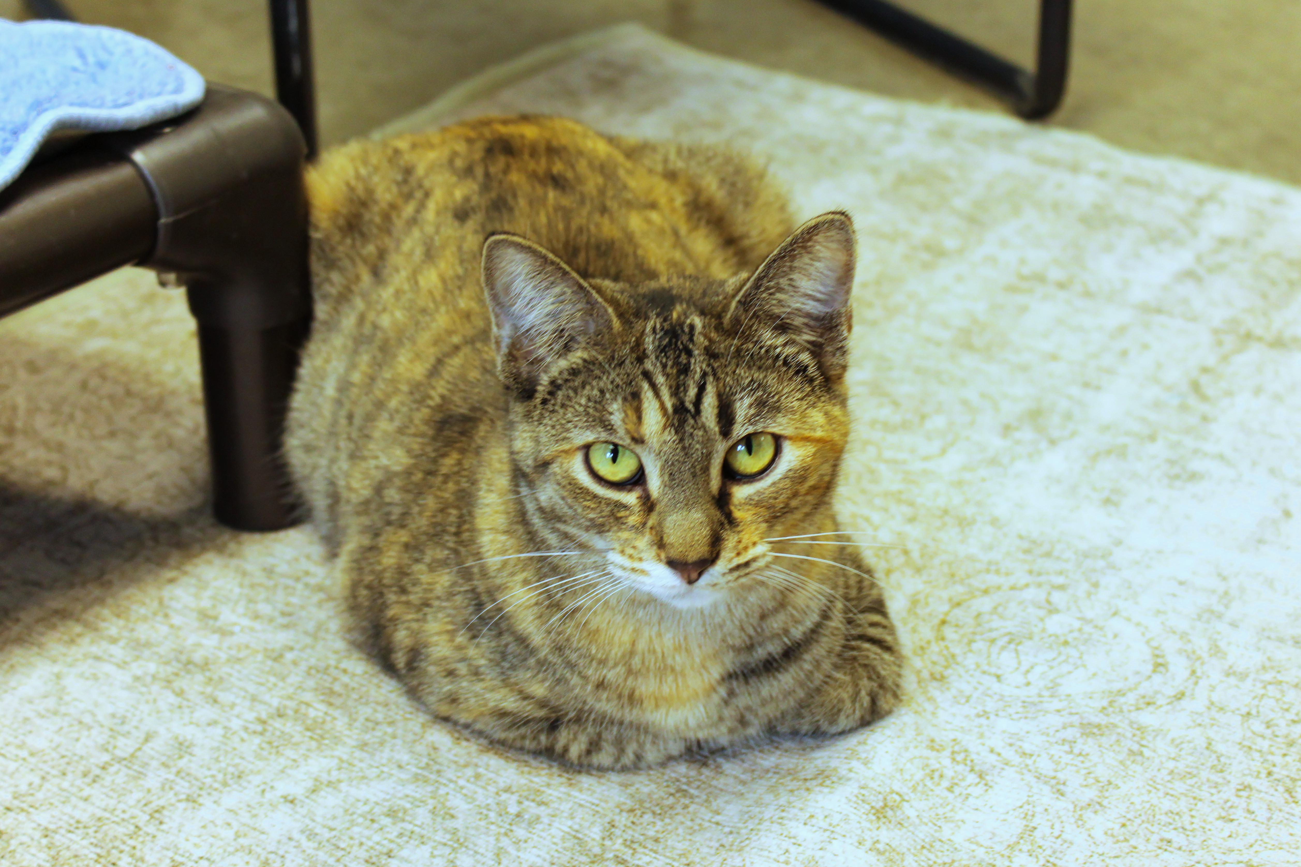 Enlarge Turnip, a Adoptable Calico in Urbana, OH image 1/6