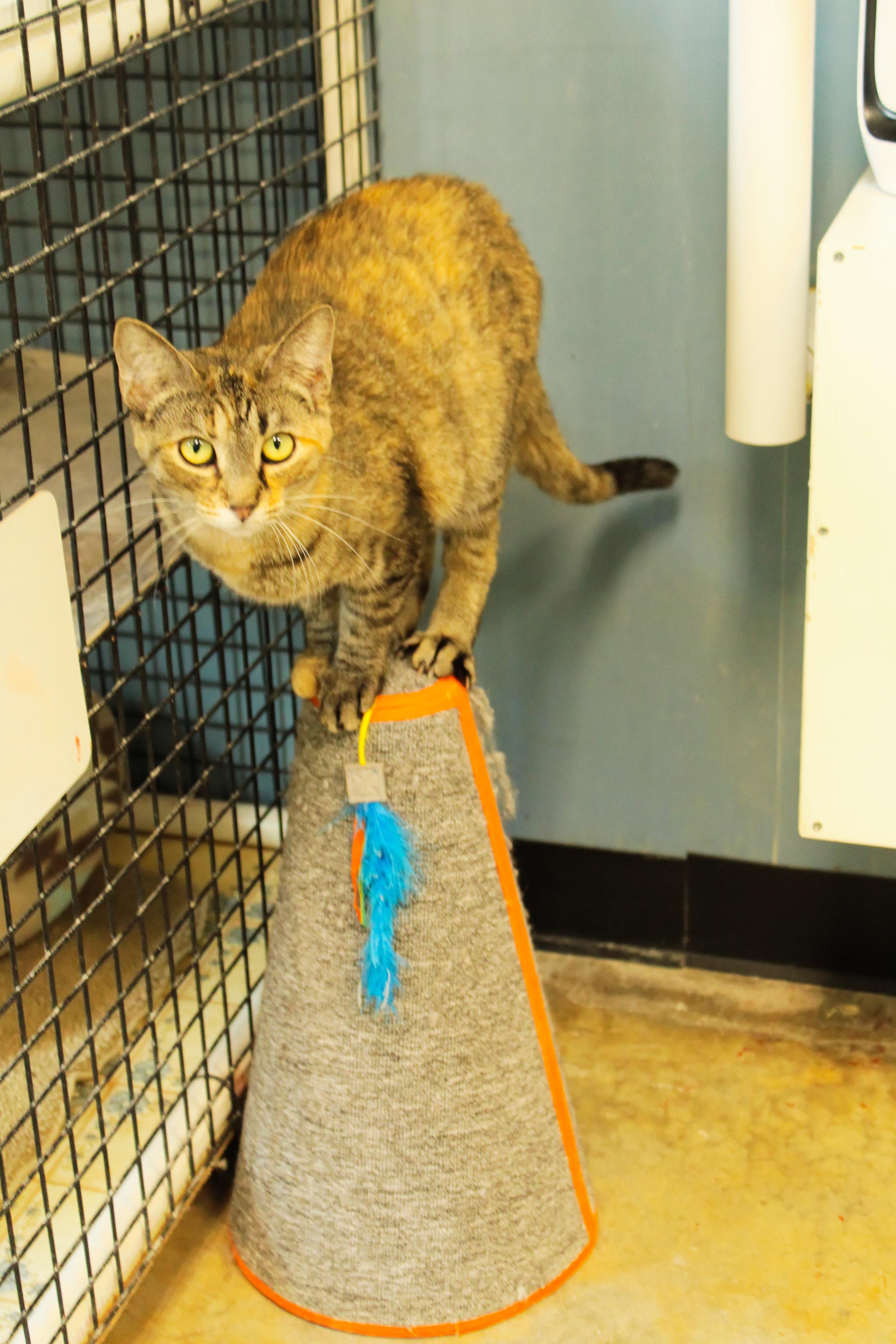 Turnip, a Adoptable Calico in Urbana, OH image 1/6