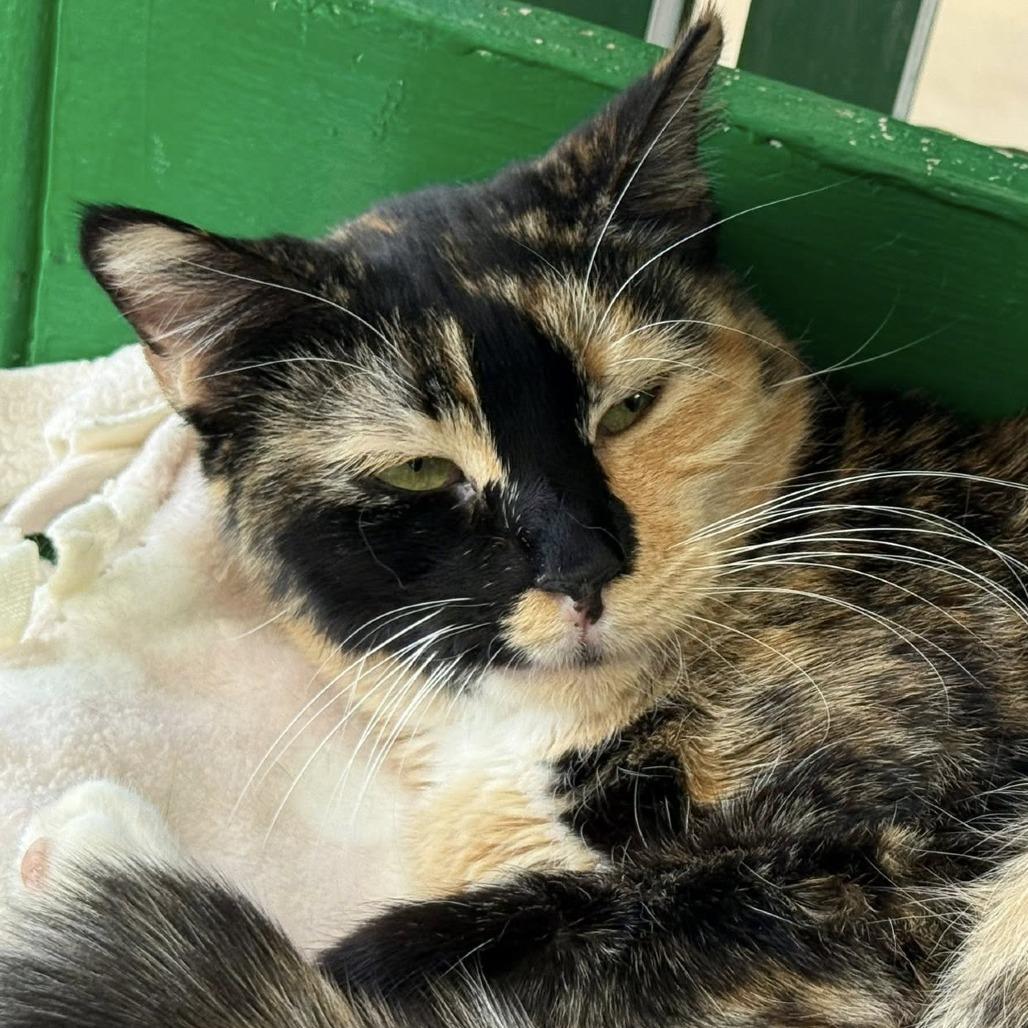 Isobu, Adoptable, Adult Female Domestic Short Hair.