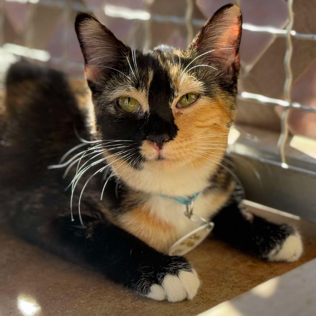 Isobu, Adoptable, Adult Female Domestic Short Hair.