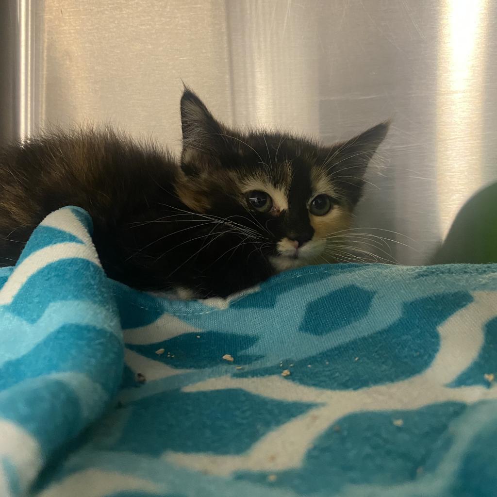 Enlarge Isobu, a Adoptable Domestic Short Hair in Tucson, AZ image 2/2