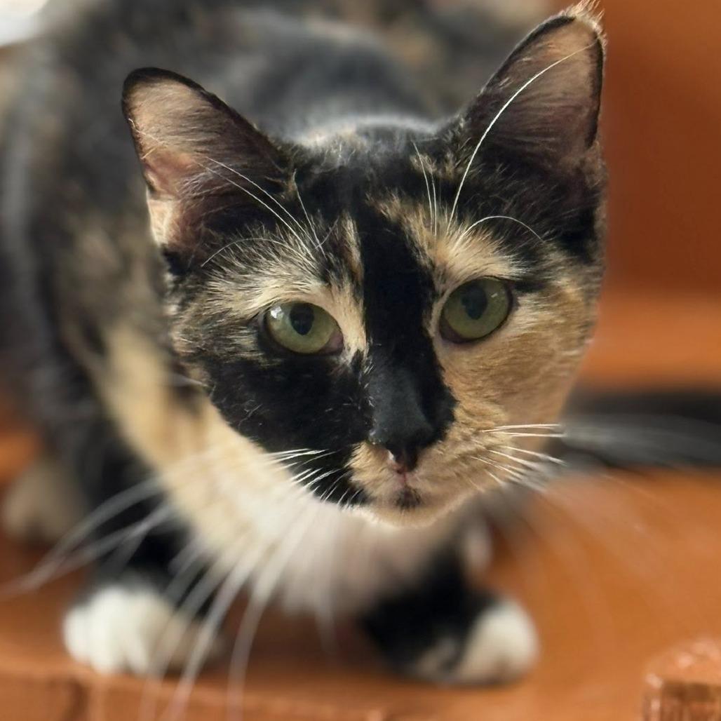 Enlarge Isobu, a Adoptable Domestic Short Hair in Tucson, AZ image 5/5