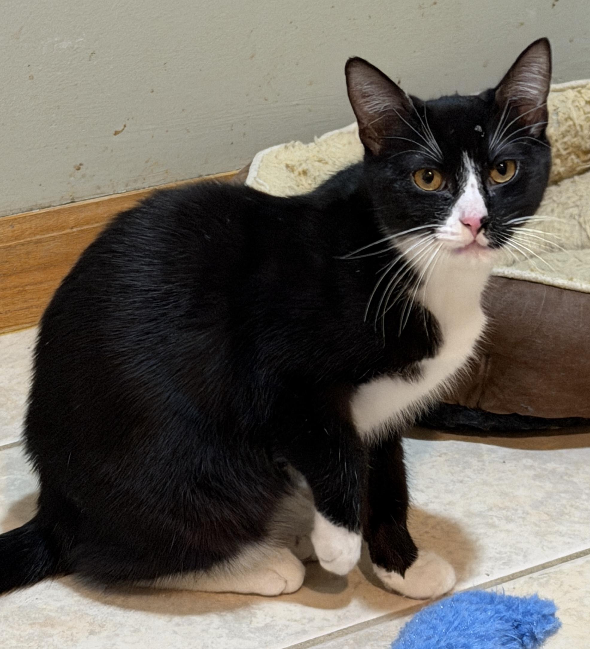 Duke, Adoptable, Kitten Male Domestic Short Hair.