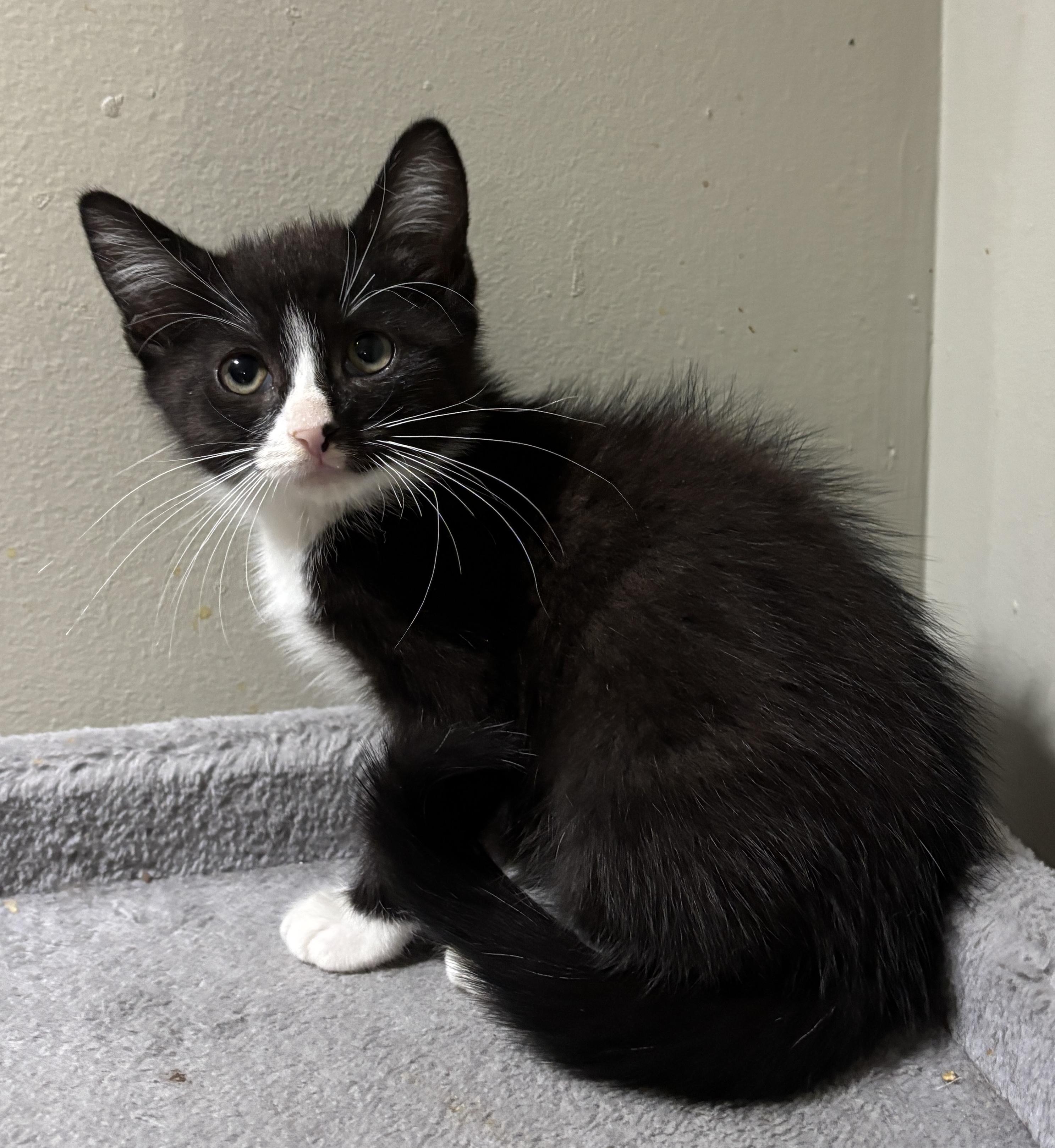 Enlarge Duke, a Adoptable Domestic Short Hair in East Hanover, NJ image 1/2