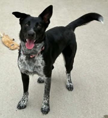 Sabrina, Adoptable, Adult Female Cattle Dog & Mixed Breed.