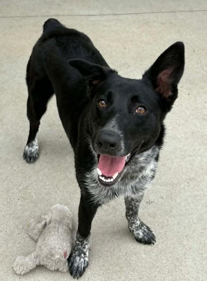 Enlarge Sabrina, a Adoptable mixed breed in Lampasas, TX image 2/3