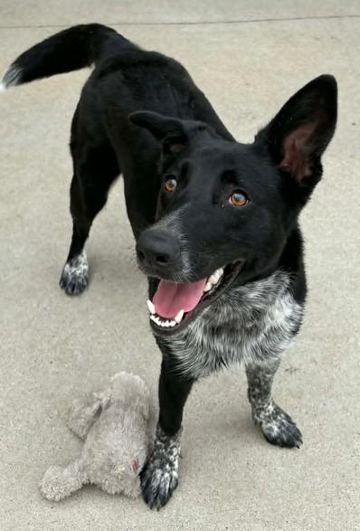 Enlarge Sabrina, a Adoptable mixed breed in Lampasas, TX image 3/3