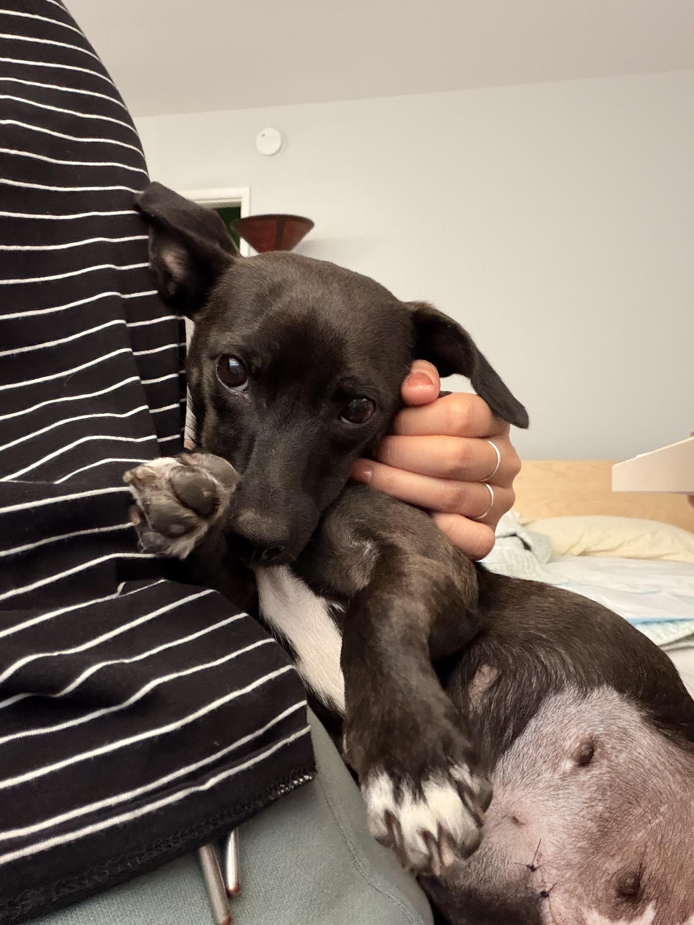 Mica, an adoptable mixed breed in Los Angeles, CA image 4/6
