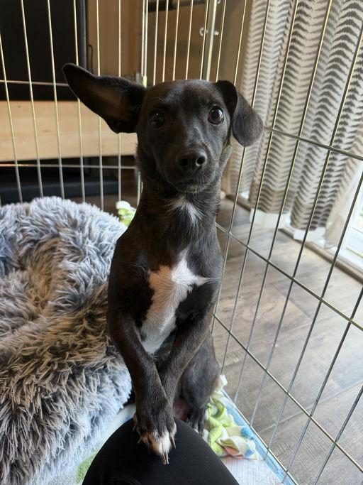 Mica, an adoptable mixed breed in Los Angeles, CA image 2/6