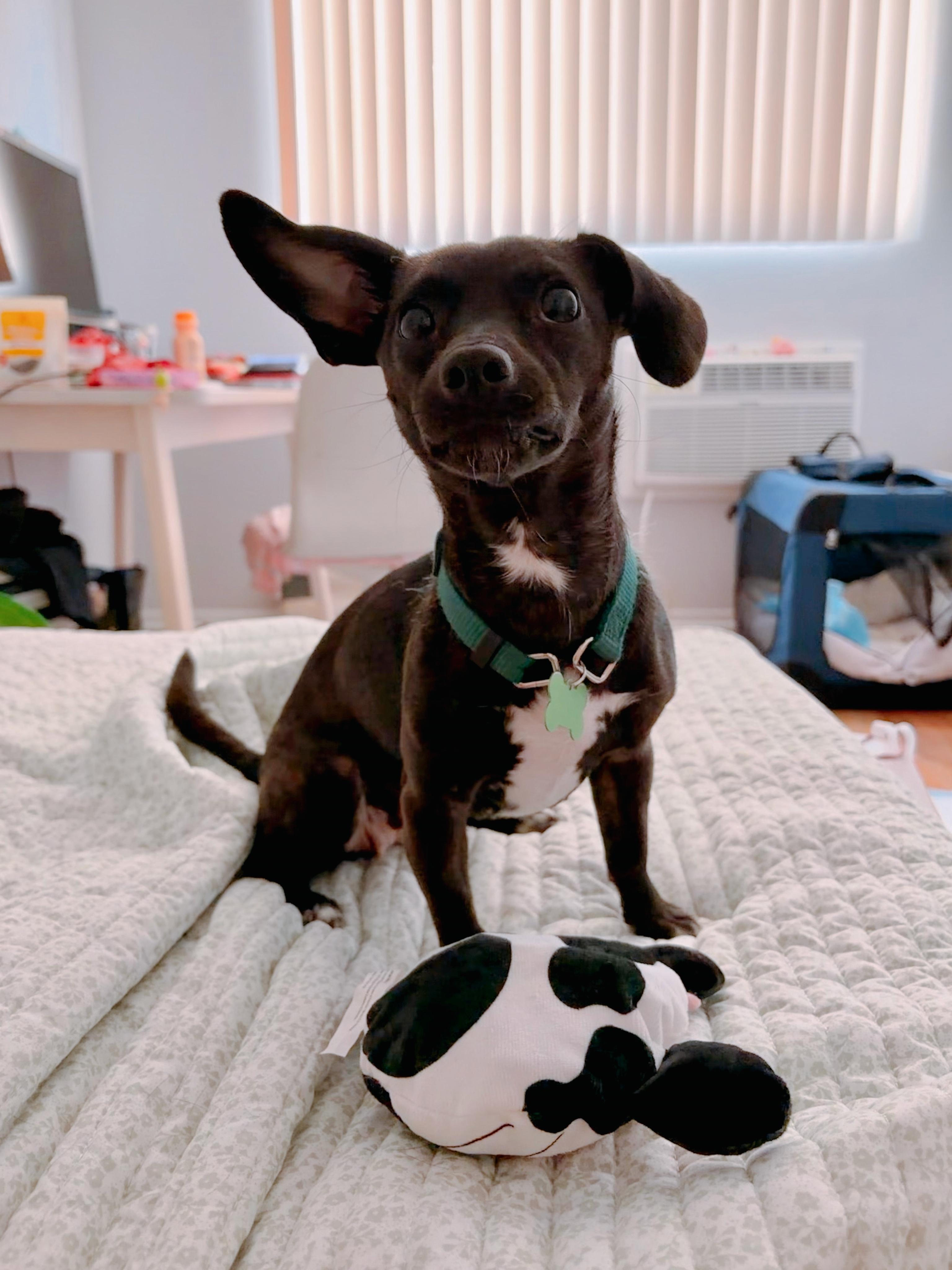Mica, an adoptable mixed breed in Los Angeles, CA image 1/6