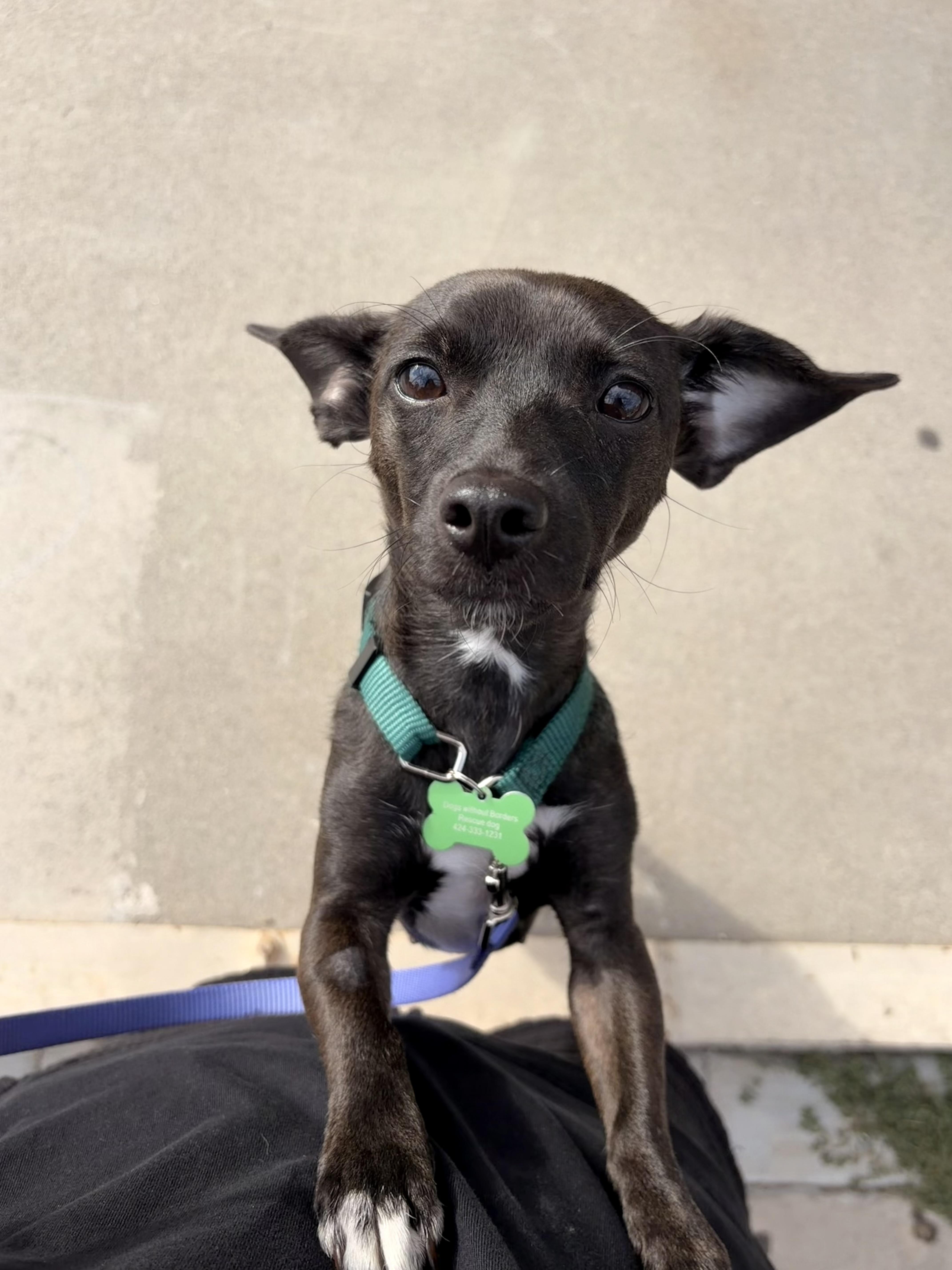 Mica, an adoptable mixed breed in Los Angeles, CA image 6/6