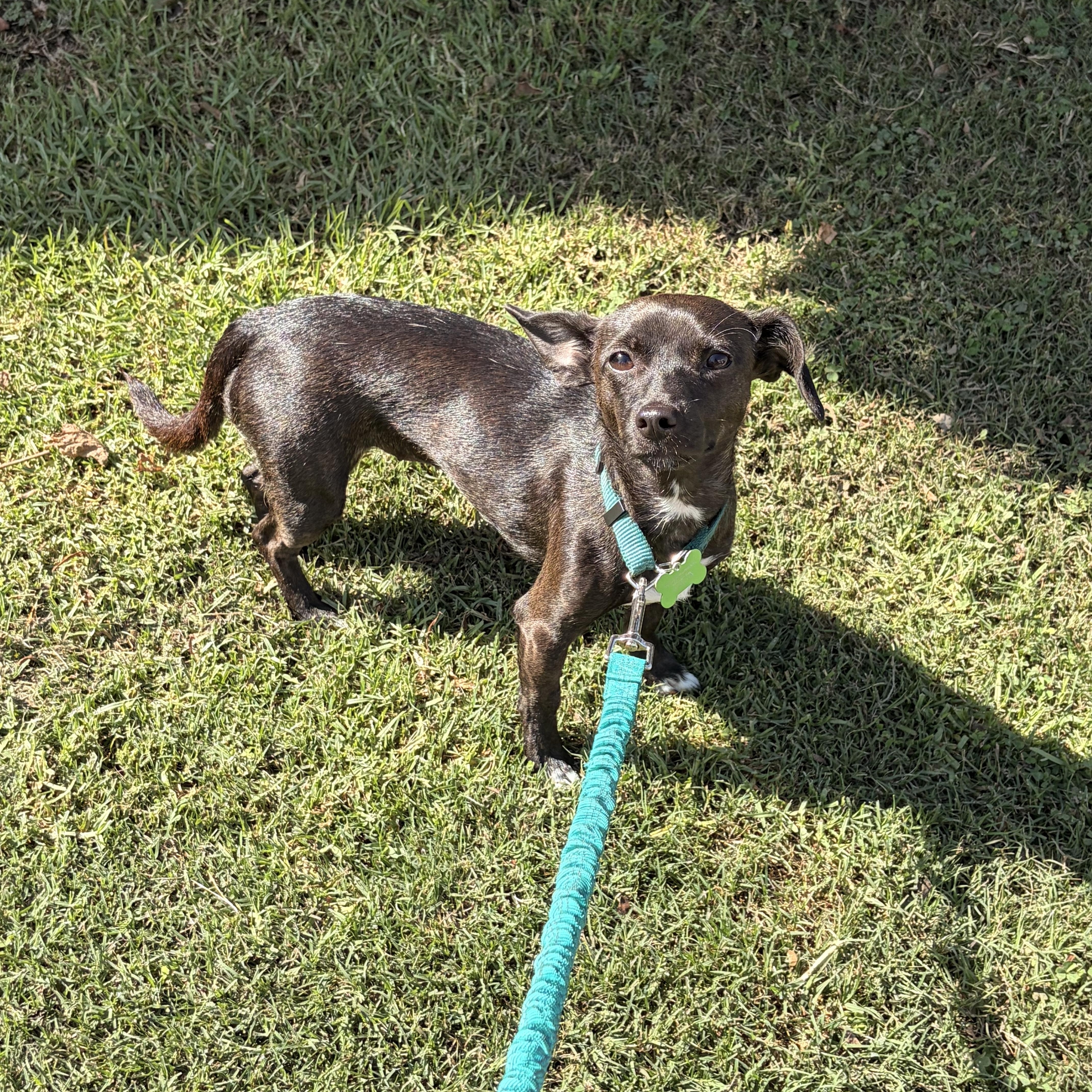 Mica, an adoptable mixed breed in Los Angeles, CA image 5/6