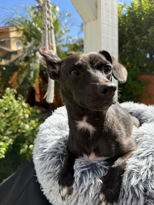 Mica, an adoptable mixed breed in Los Angeles, CA image 3/6