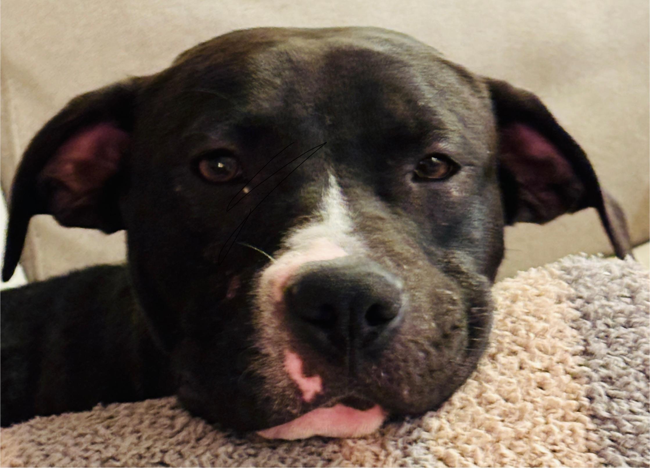 Fawn, Adoptable, Young Female Pit Bull Terrier.