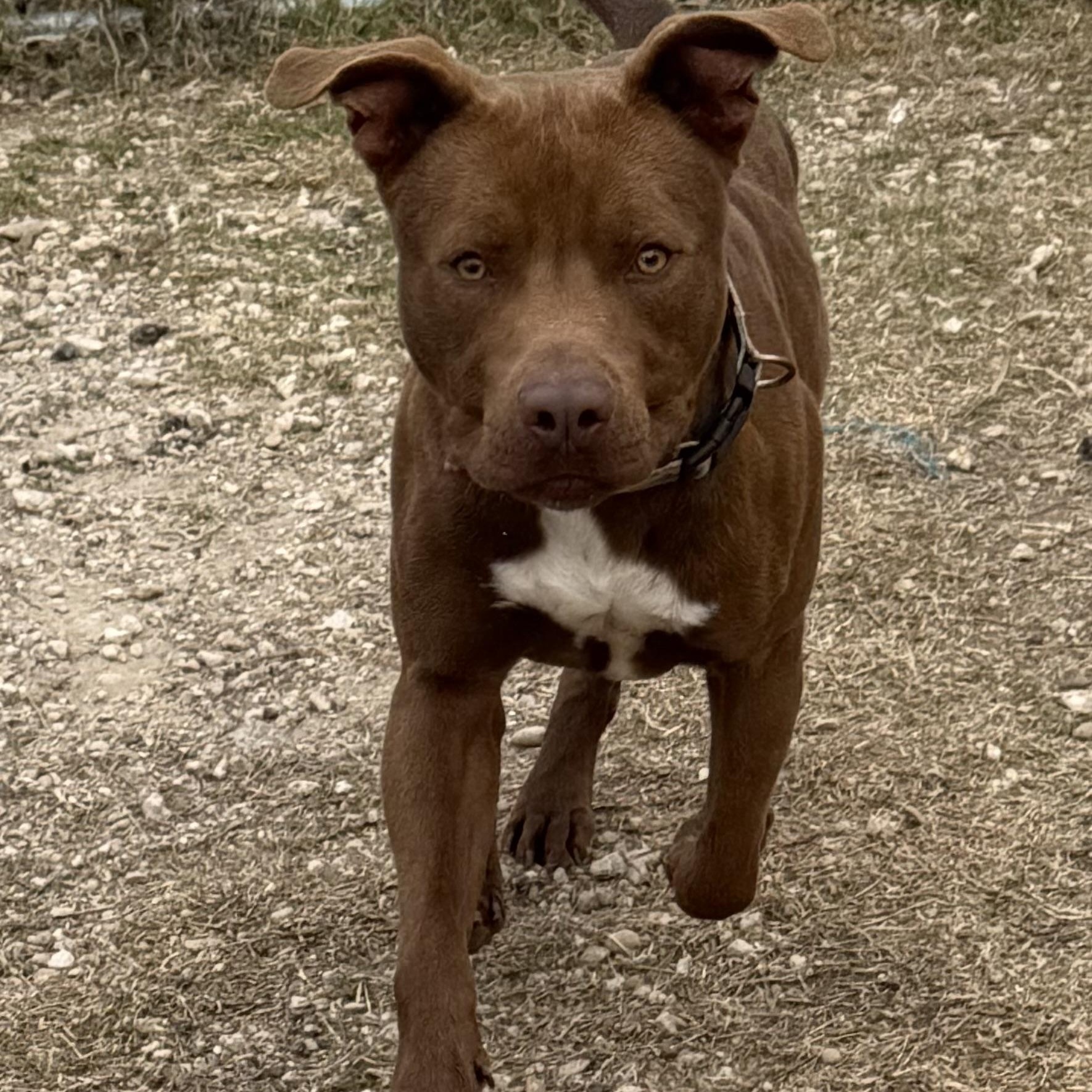Enlarge Rusty, a Adoptable mixed breed in Mansfield, TX image 1/6