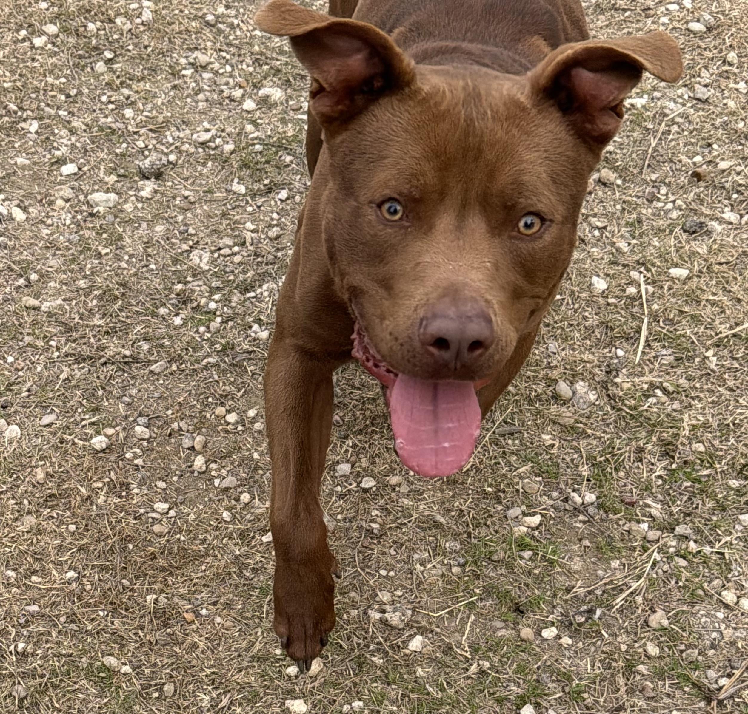 Enlarge Rusty, a Adoptable mixed breed in Mansfield, TX image 5/6