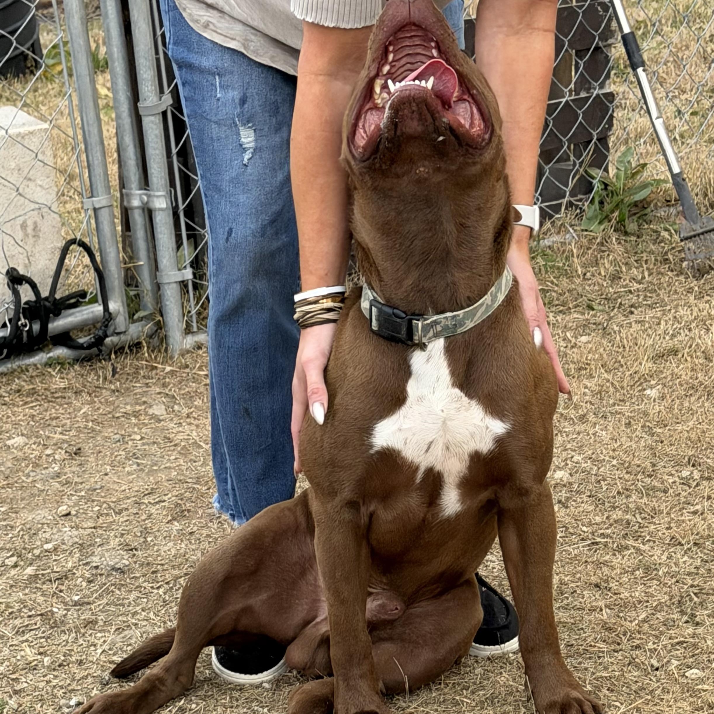 Enlarge Rusty, a Adoptable mixed breed in Mansfield, TX image 2/6
