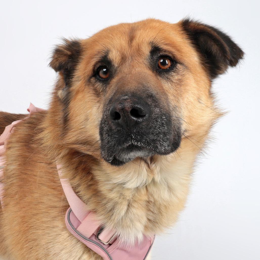 Vincent, a Adoptable Mixed Breed in Murray, UT image 1/2