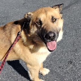 Vincent, a Adoptable Mixed Breed in Murray, UT image 2/2