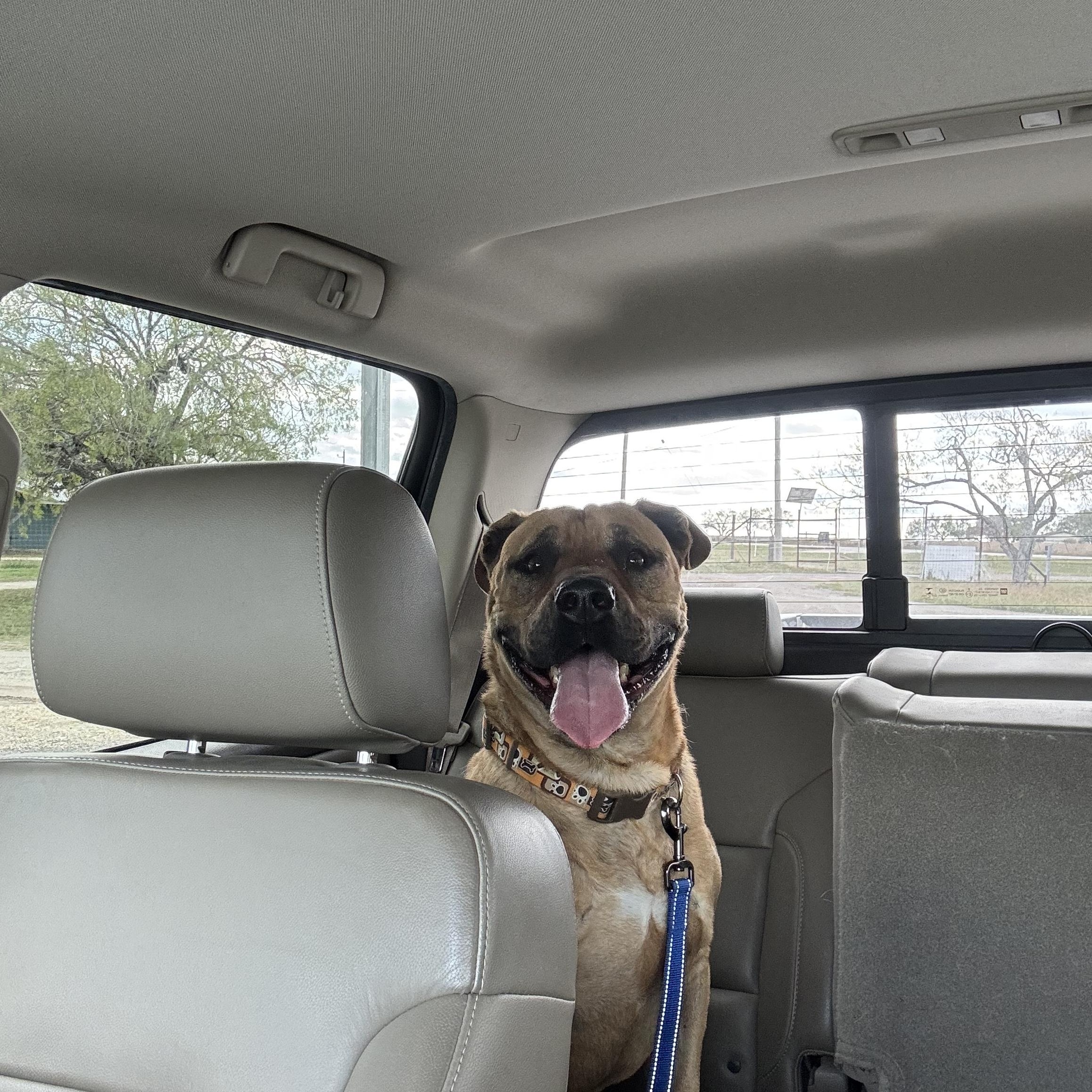 Enlarge Conan , a Adoptable mixed breed in Elkhorn, WI image 3/5