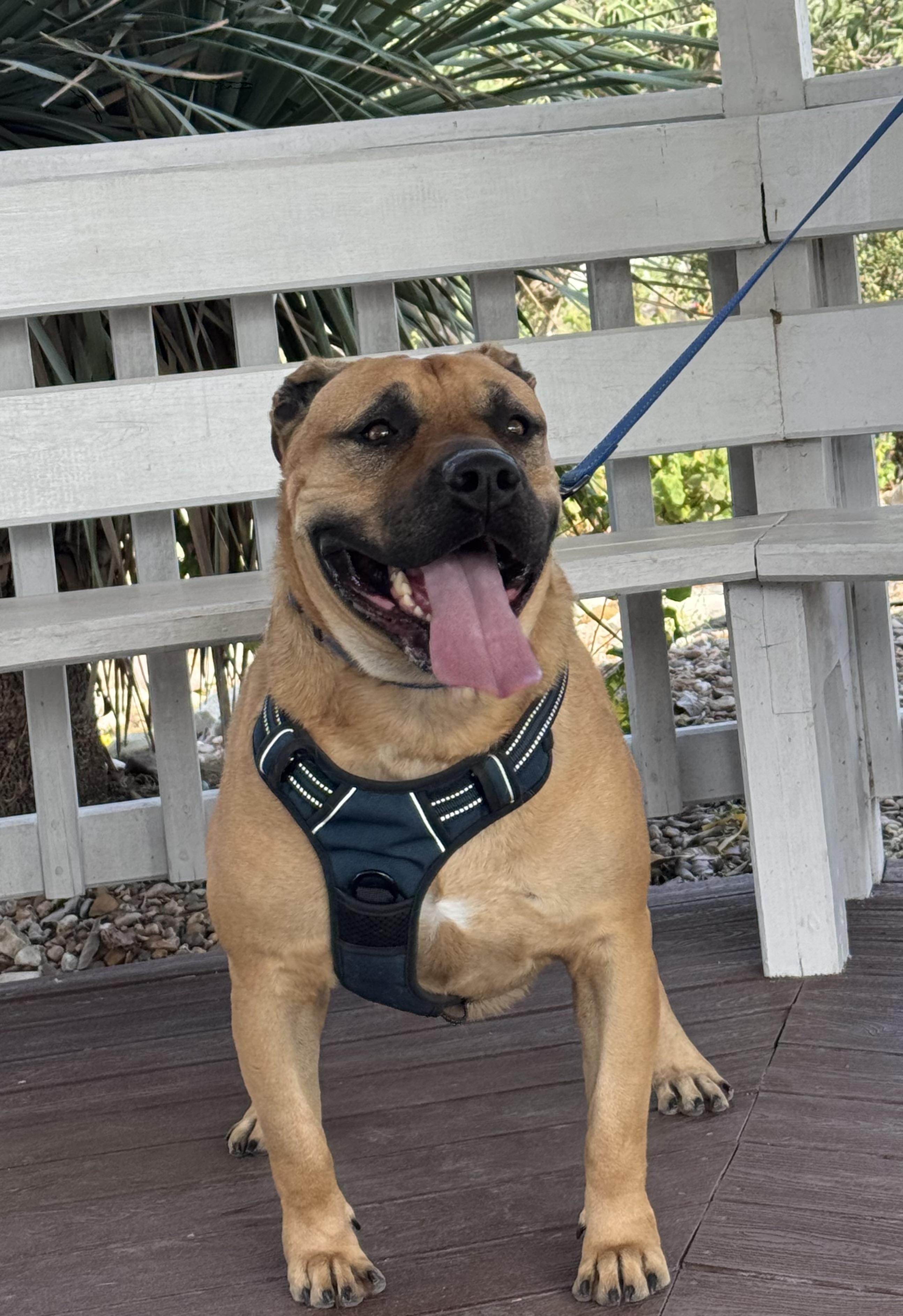 Enlarge Conan , a Adoptable mixed breed in Elkhorn, WI image 5/5