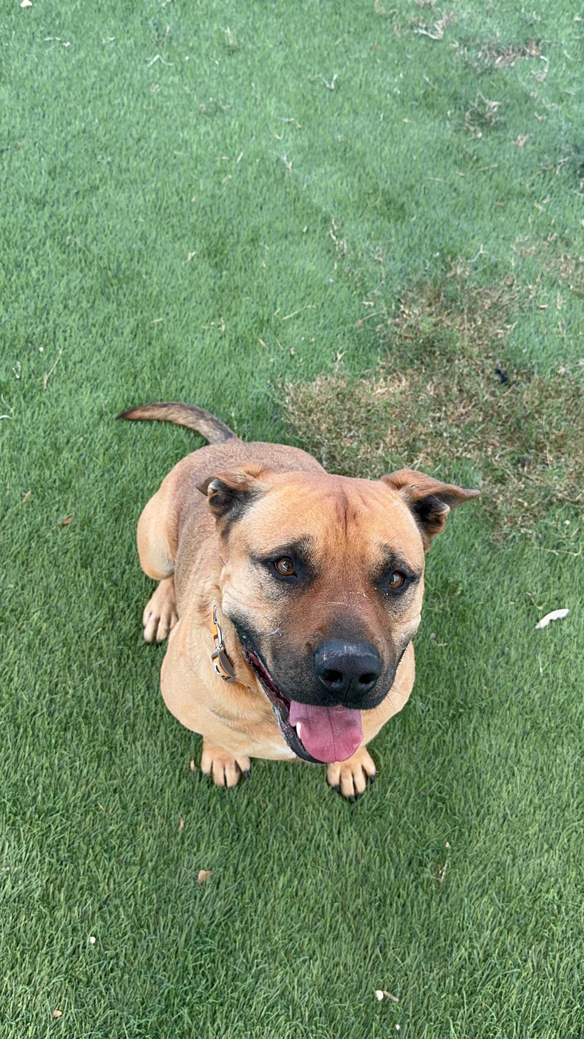 Enlarge Conan , a Adoptable mixed breed in Elkhorn, WI image 2/5