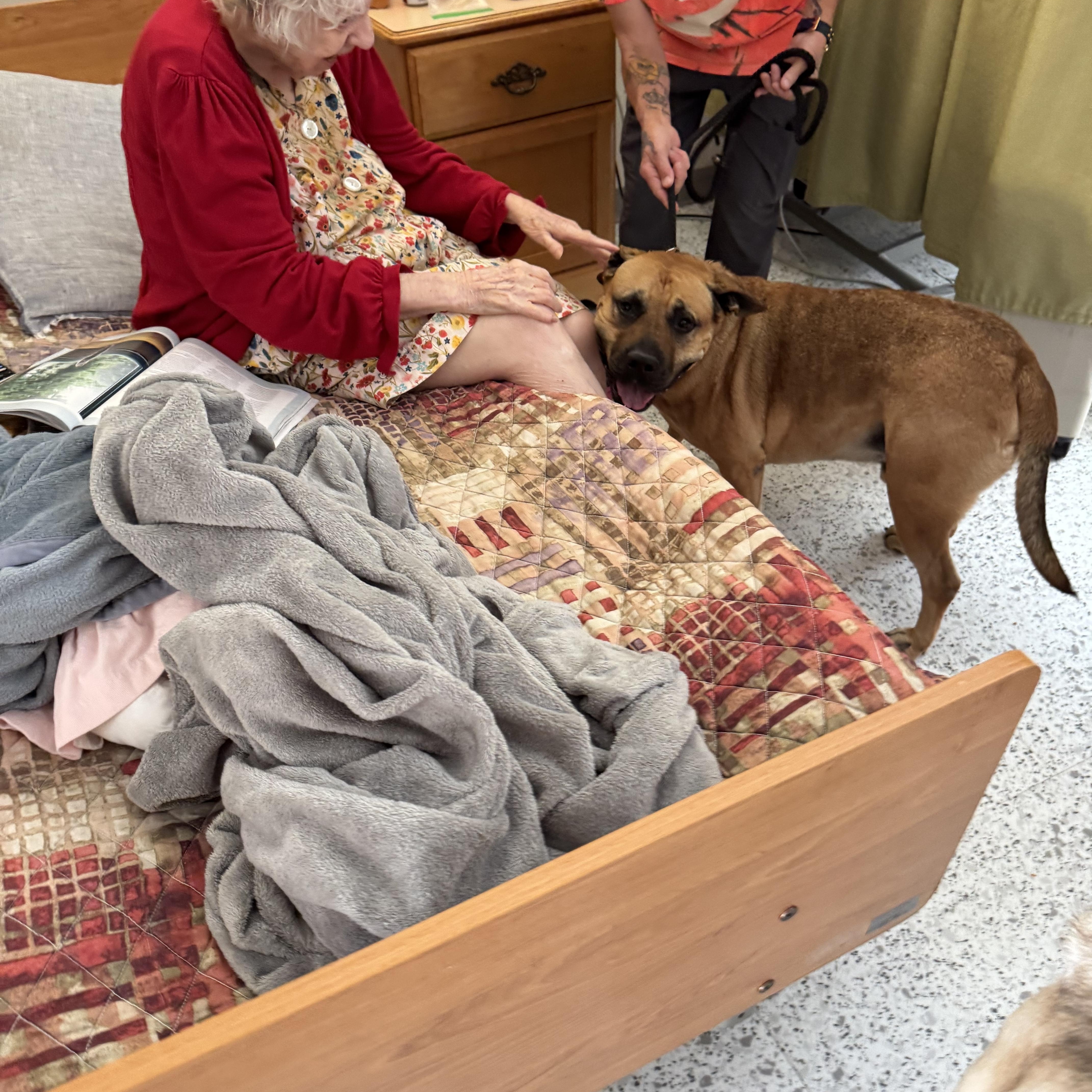 Enlarge Conan , a Adoptable mixed breed in Elkhorn, WI image 4/5