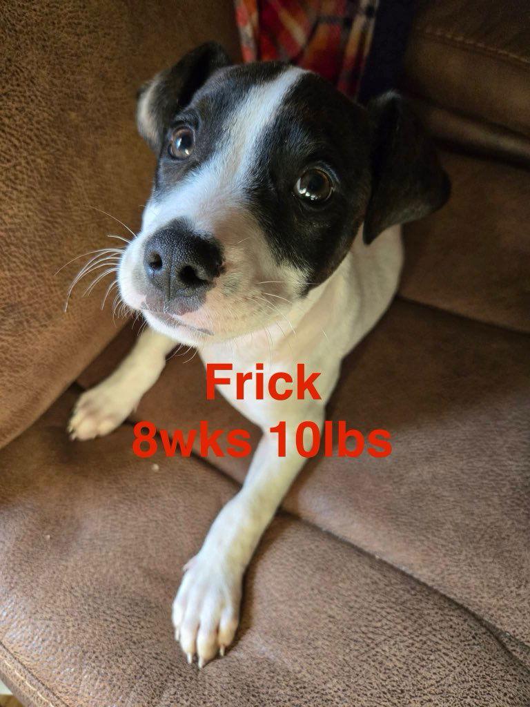 Frick Fh thumbnail 5