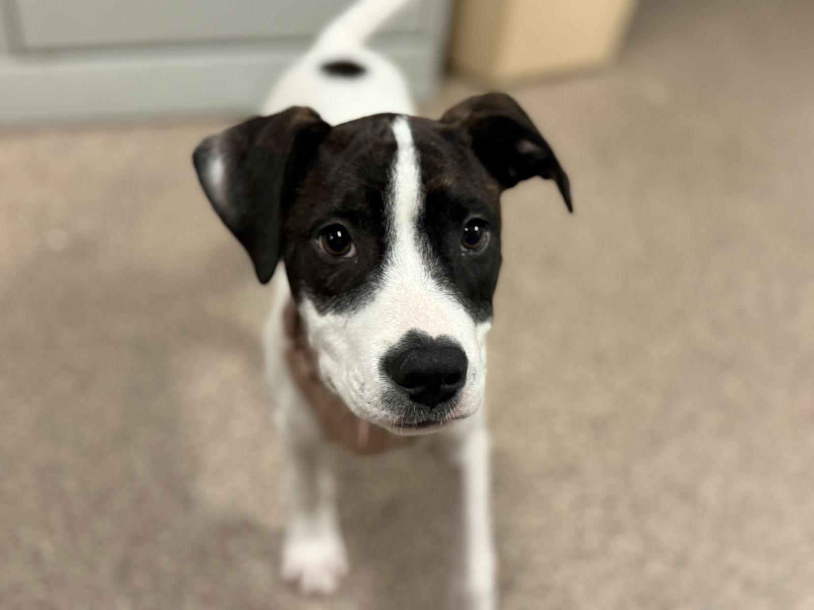 Frick Fh thumbnail 6