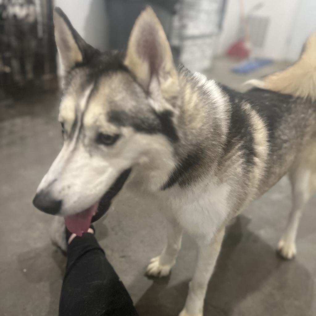 Enlarge Kia FF, a Adoptable Husky in Eufaula, OK image 1/6