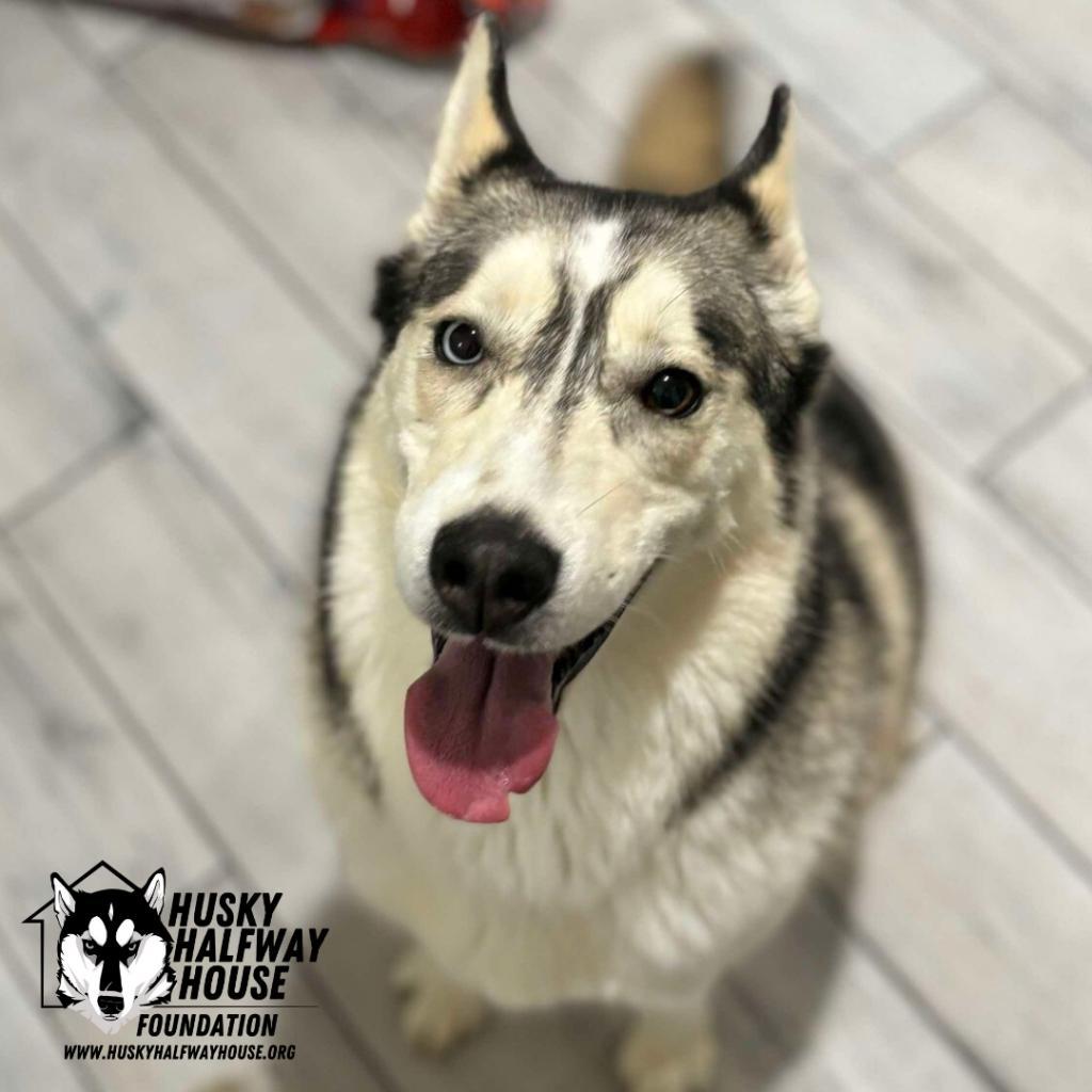 Enlarge Kia FF, a Adoptable Husky in Eufaula, OK image 4/6