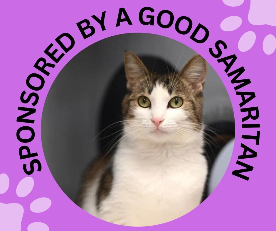 BMO, Adoptable, Young Female Domestic Medium Hair.