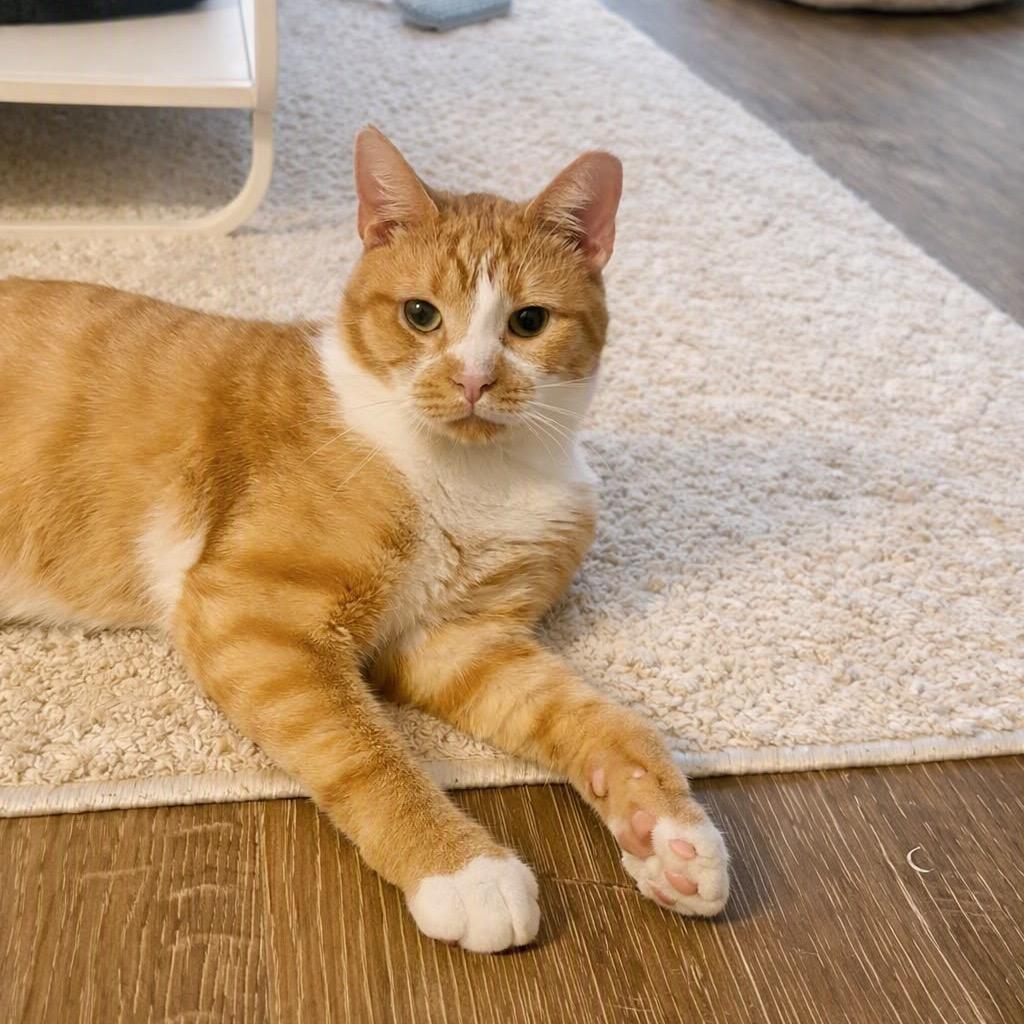Enlarge Gus, a Adoptable mixed breed in Gibsonia, PA image 5/6