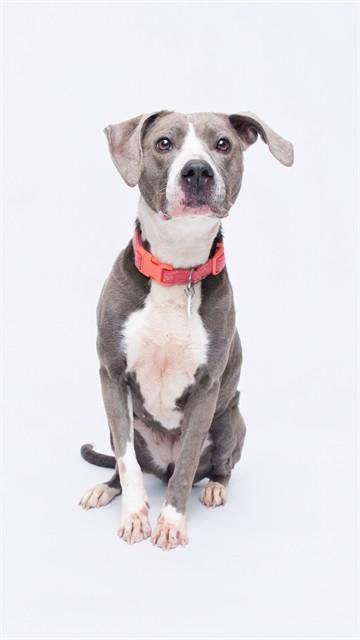 Enlarge TIFA, a Adoptable Pit Bull Terrier in Upper Marlboro, MD image 1/1