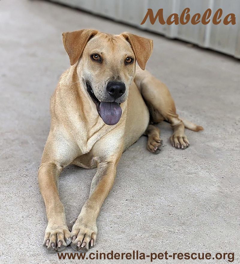 Mabella, a Adoptable mixed breed in Mission, TX image 1/2