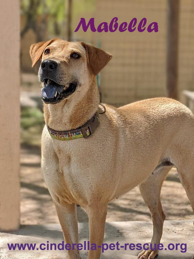 Mabella, a Adoptable mixed breed in Mission, TX image 2/2