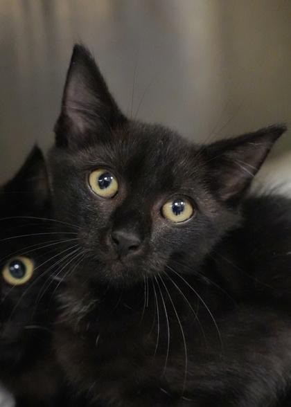Gordy 58713, Adoptable, Young Male Domestic Short Hair & Domestic Short Hair.
